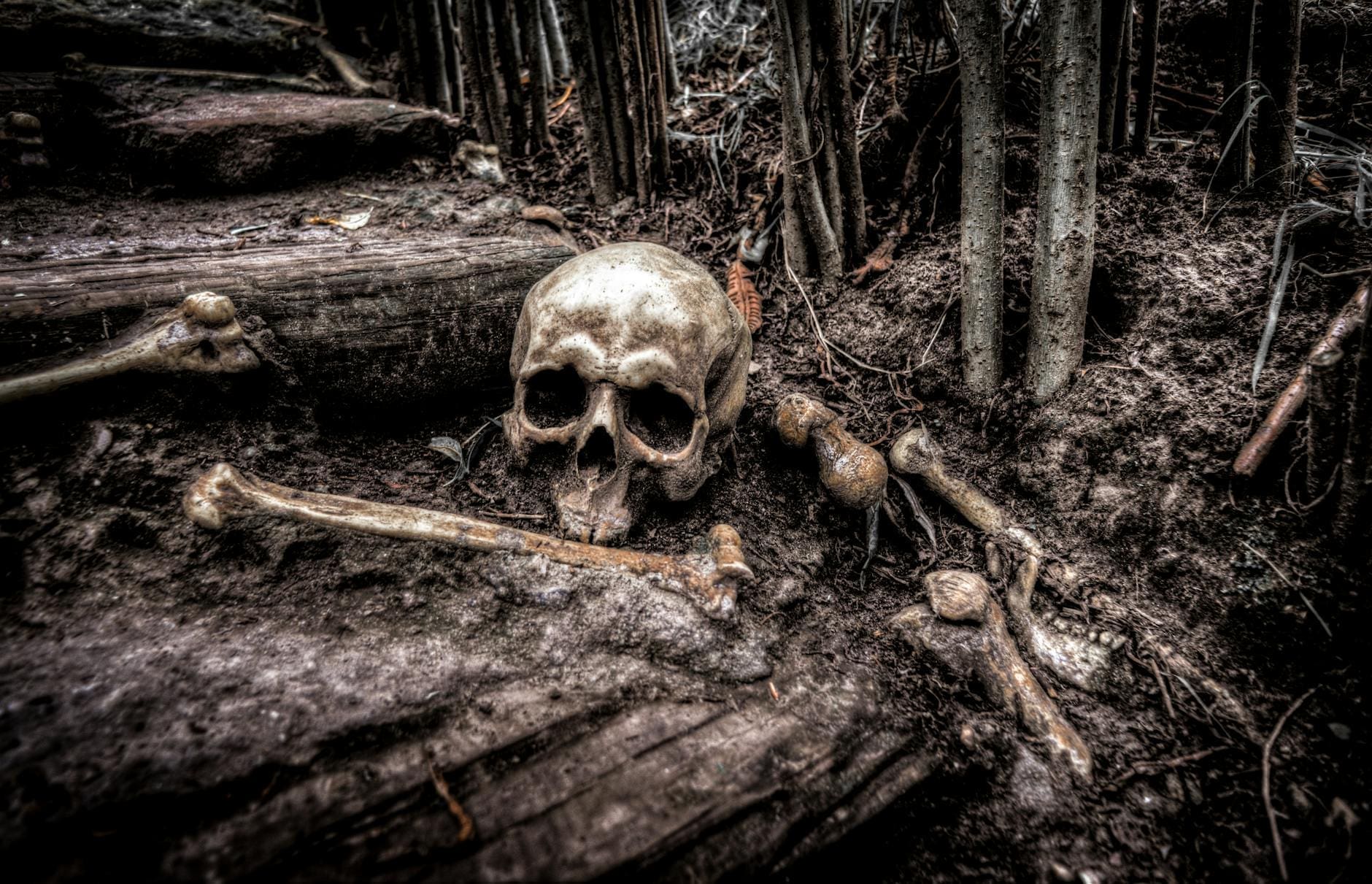 skull illustration